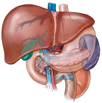 ayurvedic liver disorders clinic in vaishali delhi india