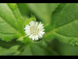 Greying of Hair Herbs